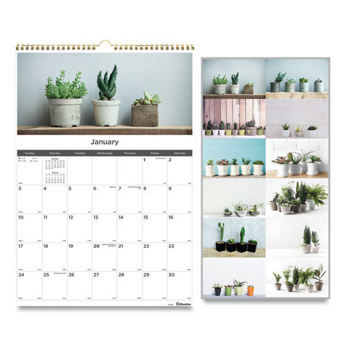 12-Month Wall Calendar, Succulent Plants Photography, 12 x 17, White/Multicolor Sheets, 12-Month (Jan to Dec): 2023-(REDC173121)